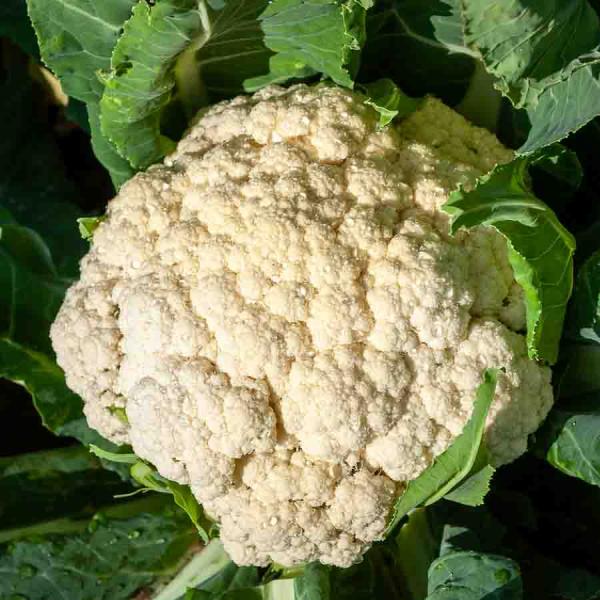 Potagères - Chou-Fleur Merveille des 4 Saisons - face recto
